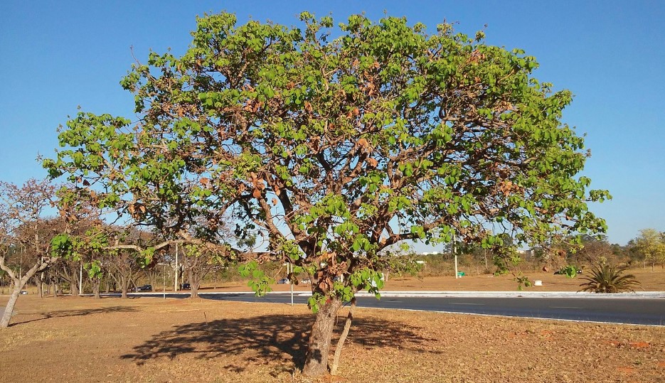 O Pequi é: Descubra Tudo sobre o fruto do  Cerrado, Origem, Curiosidades e Benefícios