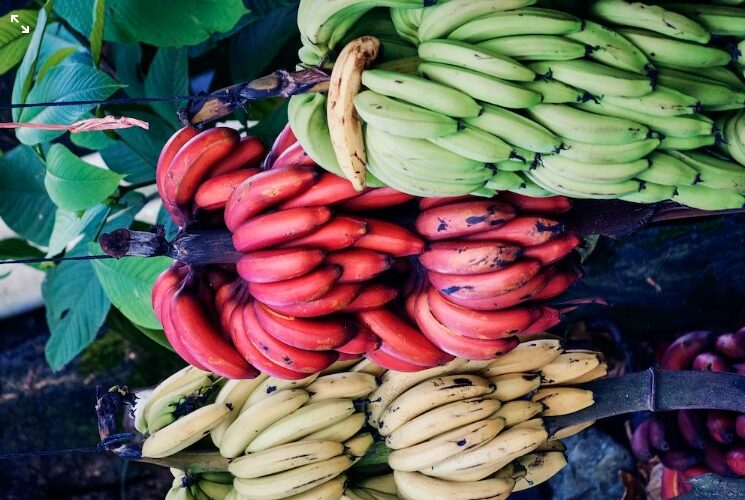 17 tipos de bananas mais consumidas