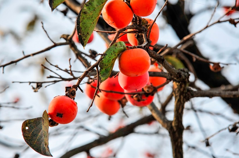 O caqui é a Superfruta que Deve Estar na sua Dieta