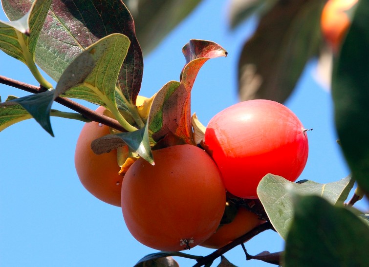 O caqui é a Superfruta que Deve Estar na sua Dieta