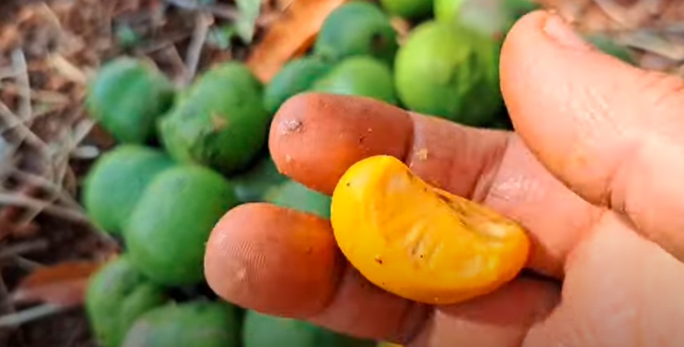 O Pequi é: Descubra Tudo sobre o fruto do  Cerrado, Origem, Curiosidades e Benefícios