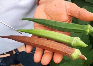 O Quiabo é: Conheça seus nutrientes e Benefícios Incríveis para a Saúde