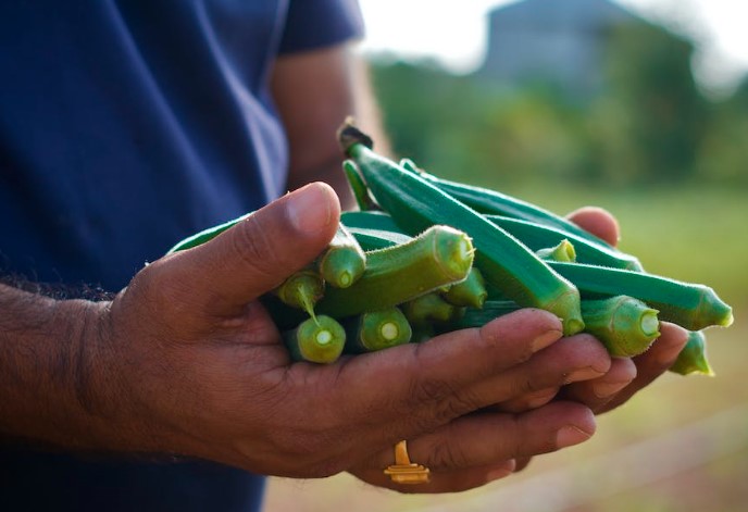 O Quiabo é: Conheça seus nutrientes e Benefícios Incríveis para a Saúde